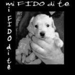 Mi Fido di te