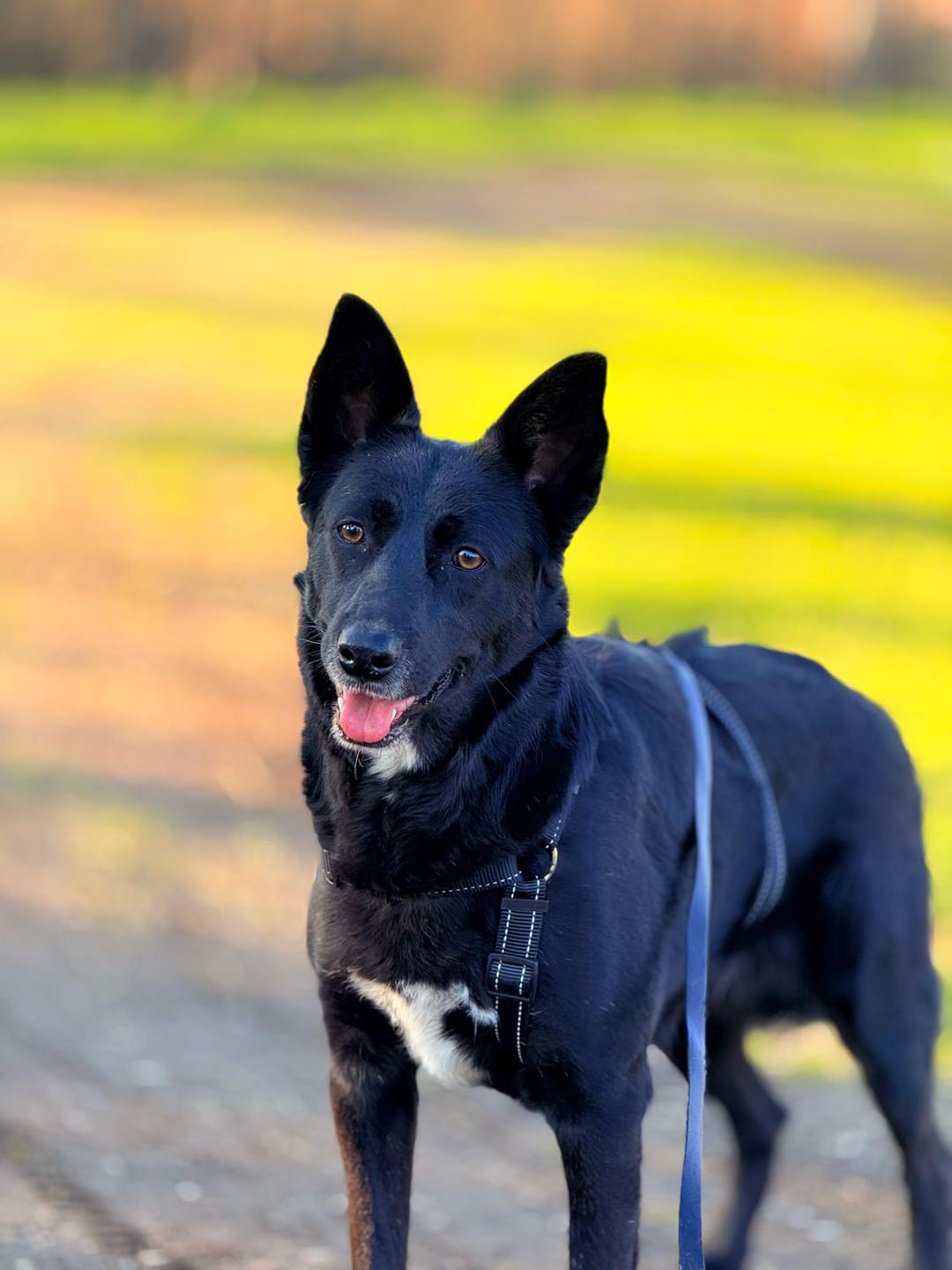 Vera