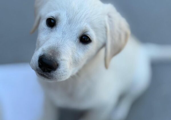 CUCCIOLI