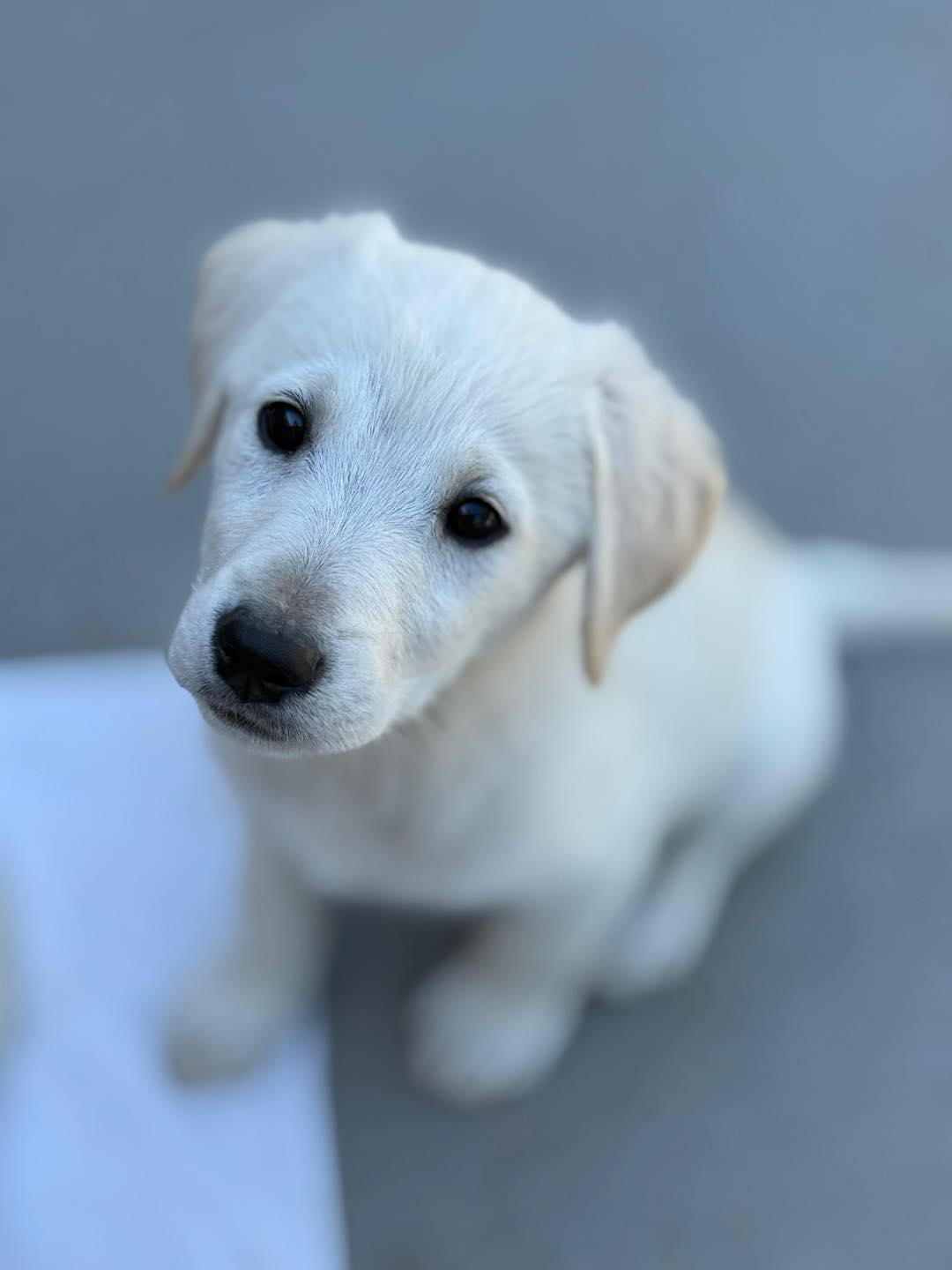 CUCCIOLI